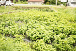 石徹白洋品店 - ブログアーカイブ